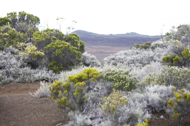 2023-04-25 reunion - piton de la fournaise